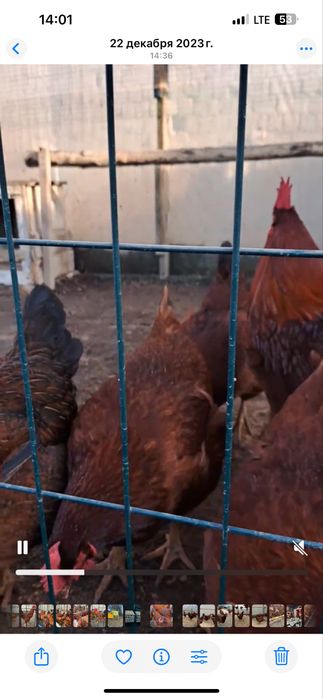 Тухум Tuxum дамашни тухум истемолга сотилади