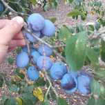 Vând prune de   țuică