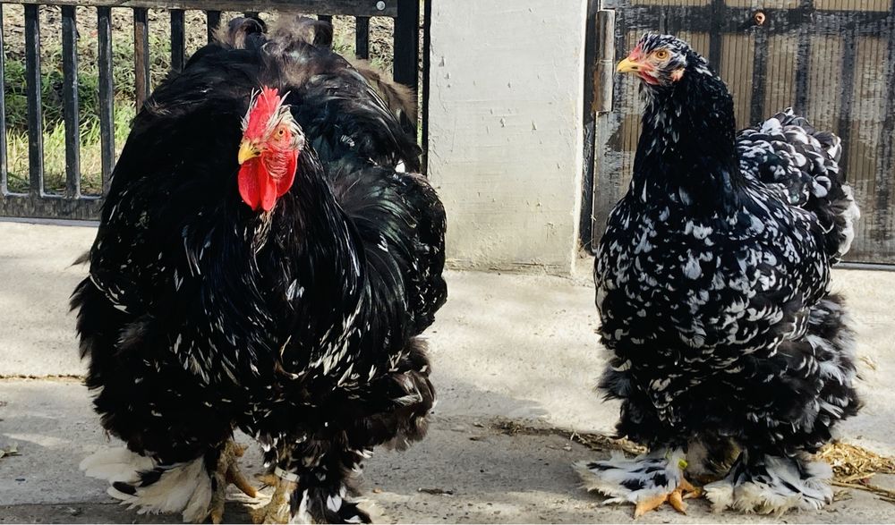 Cochinchina urias bobat negru si albastru