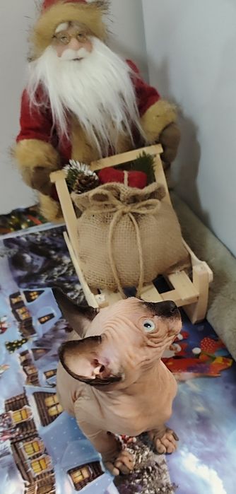 Канадски  Сфинкс