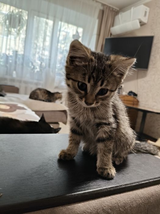 Котенок девочка ищет любящих мам, пап