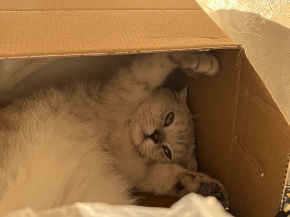 Tekinga vyazka! Sotlmidi ! Vyazkaga ! O’g’il bola ! 8 oyli!