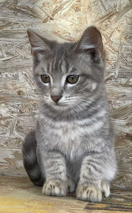 котенок и котенок