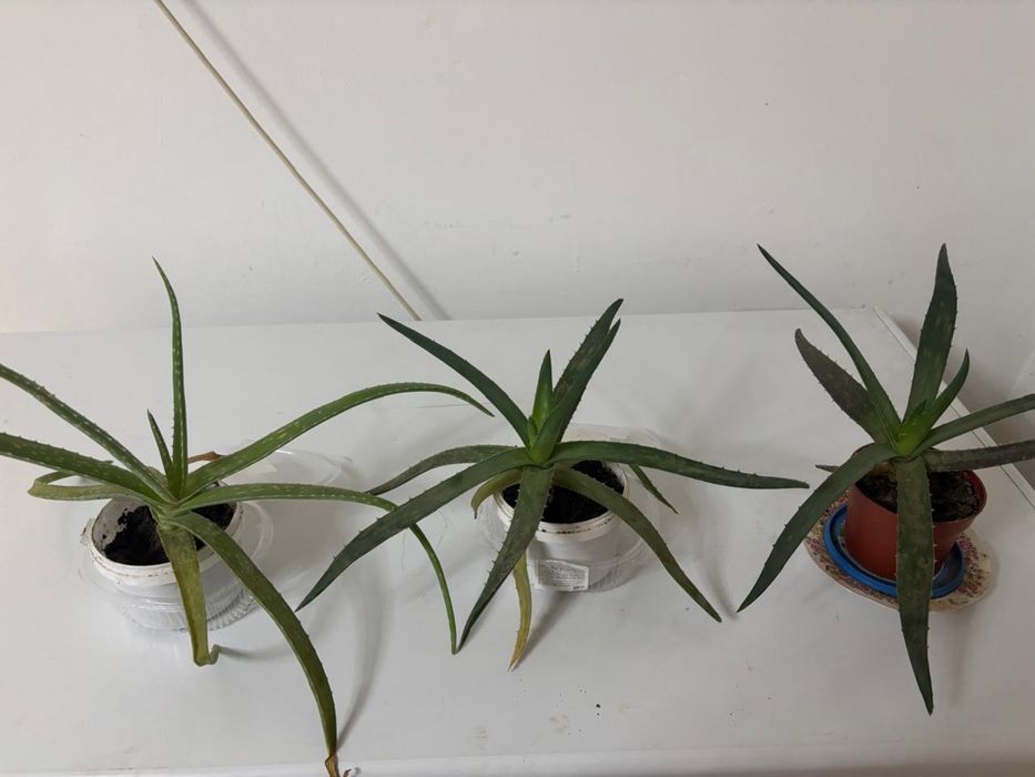 Продам столетник цветок