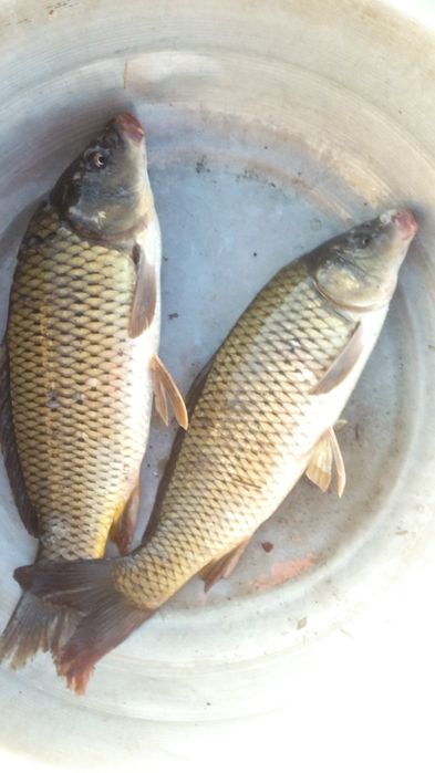 Juda zur Mazeliy Baliqlar Dastafka qilamiz Samarqand buylab