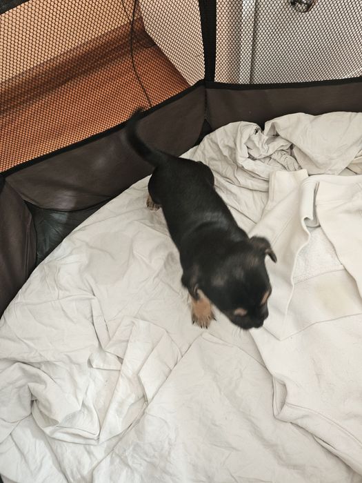 Подарявам кученце