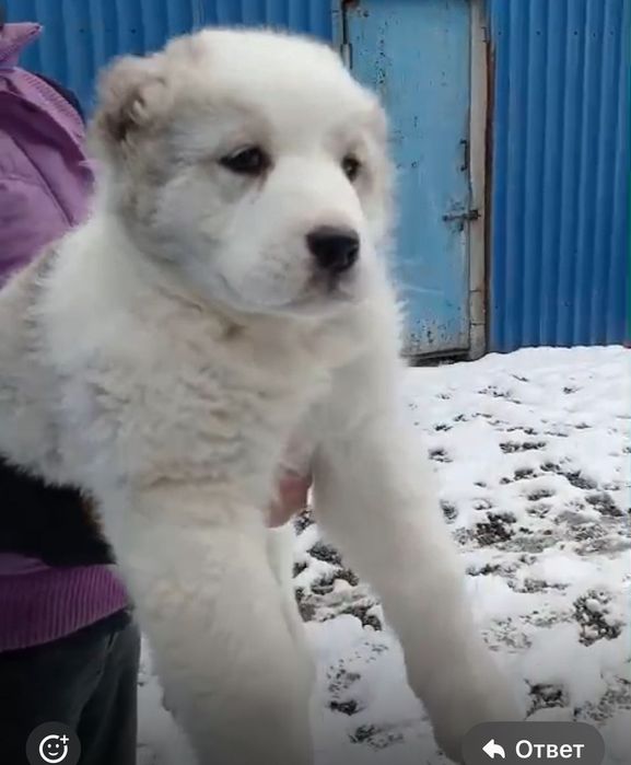 Продам щенок САО, Алабай.