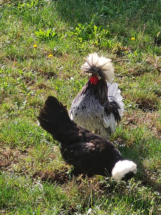 Cocoșei de motata olandeza