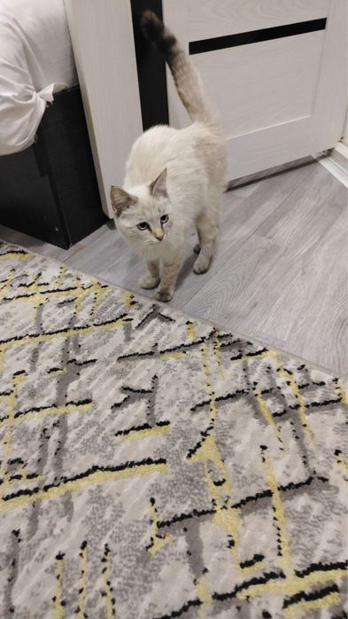 Отдам сиамскую кошечку в хорошие руки!