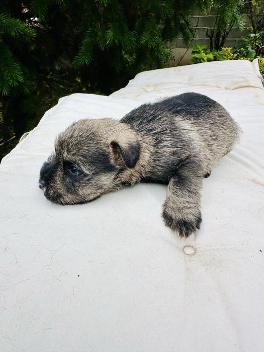 Продавам кученца мини шнауцер (цверг шнауцер)