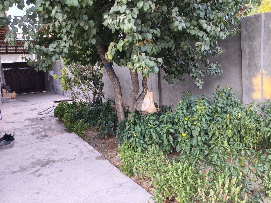 Келесда Уй сотилади