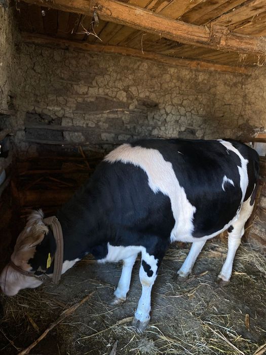 Vând vaci.  Comuna  Scurtu Mare ,jud Teleorman
