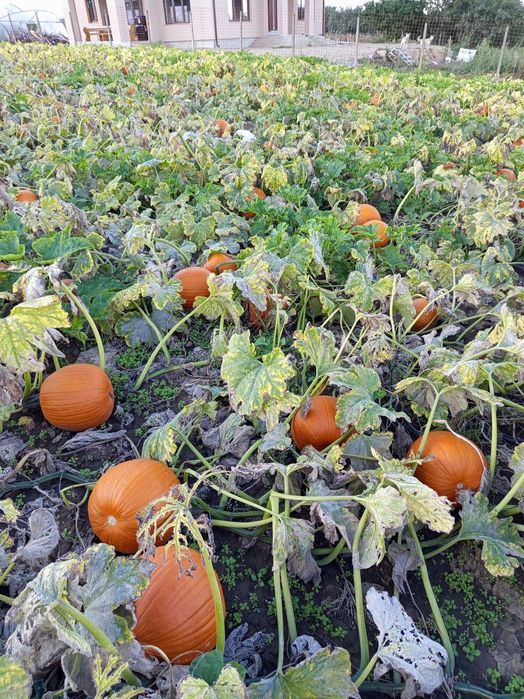 Dovleac halloween si decor
