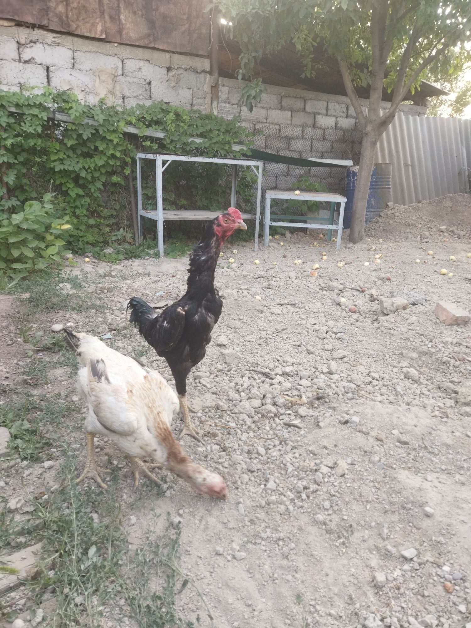 Продам питушка молодой