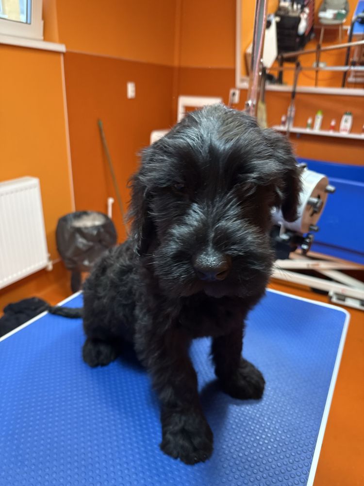 Puiut Schnauzer Urias , 12 sapt. , mascul.