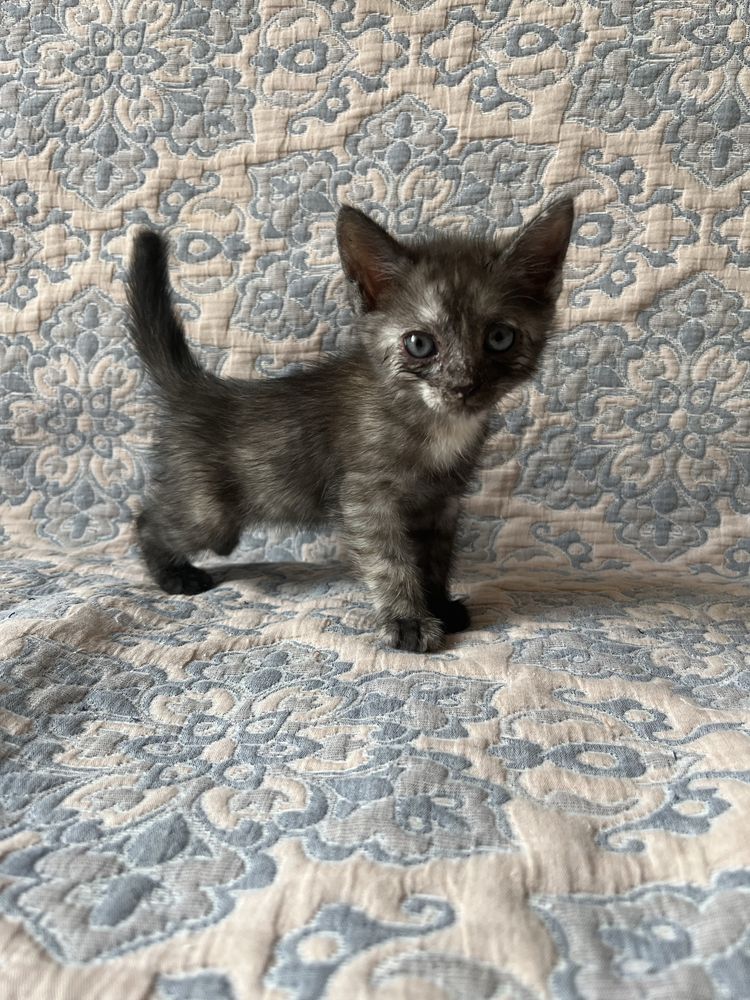 отдам котенка(девочка) 1 месяц