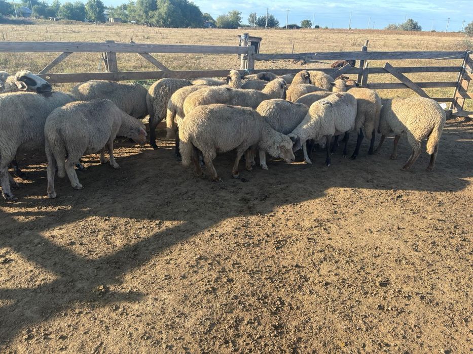 Oi de vanzare IALOMITA