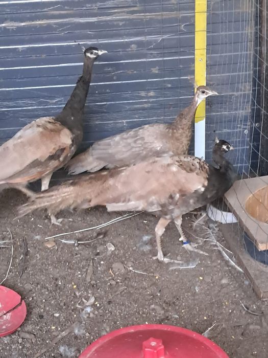 Vând Păuni Bronzcrem