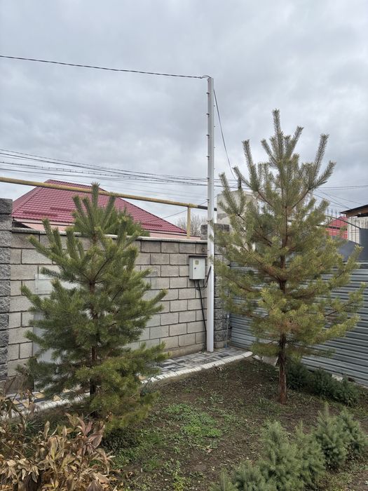 Продаётся сосна — 3,1 м и 2,4 м.