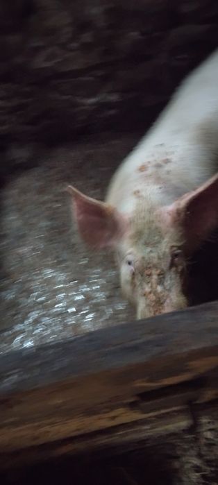 Прасе машкар ...