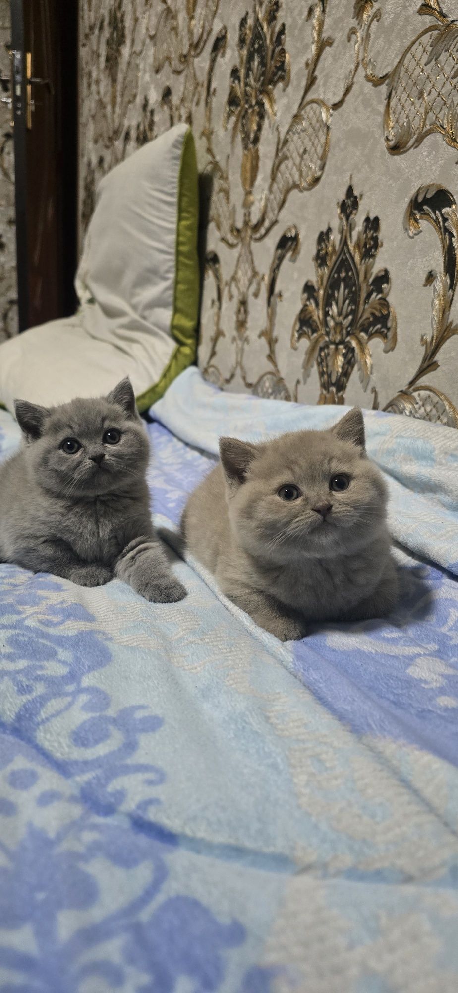 Скоттиш страйт котенки