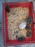 donez hamsteri pitici
