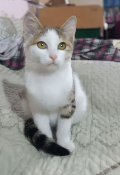 Котёнок (девочка) в добрые руки. Mushukcha (qiz) ishonchli qo'llarda