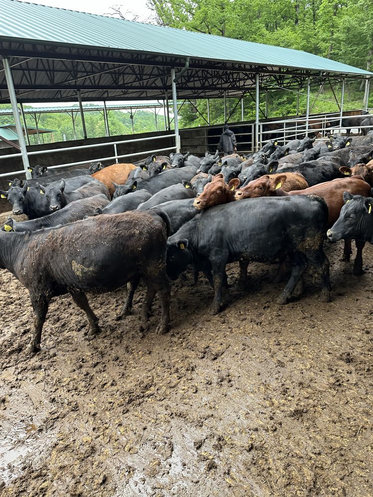 Vand vitele angus