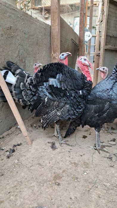 Induk  5-7 kilo atrofinda uyda boqilgan bu yilgii toza