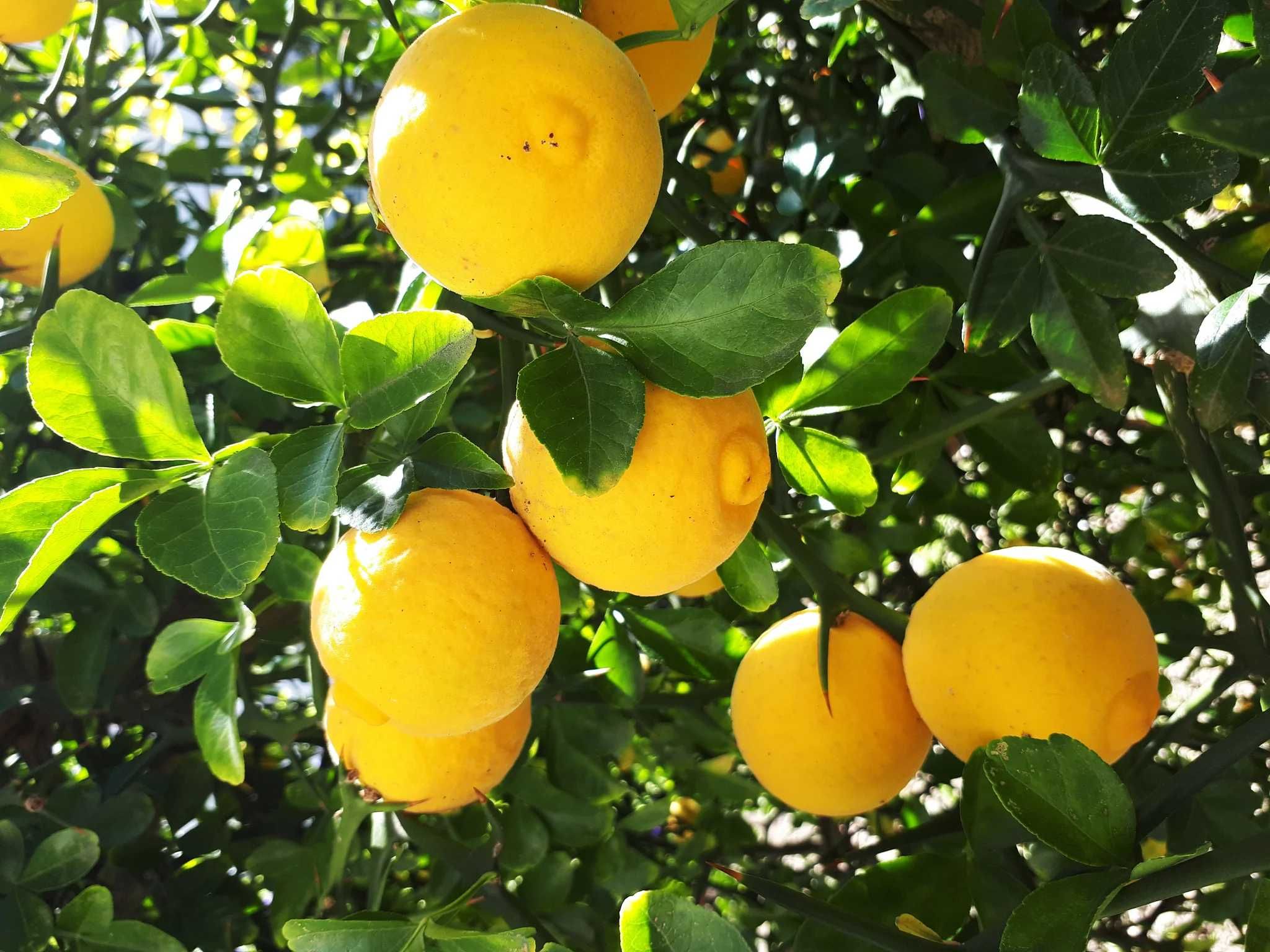 Див лимон - Poncirus trifoliata
