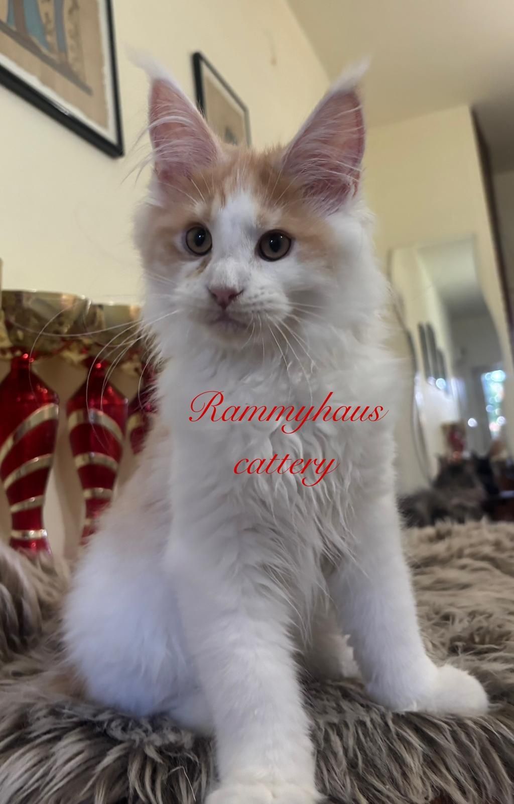Felisa autorizata WCF, vinde pisoi cu pedigree rasa Maine coon