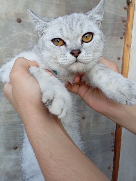Шиншилла мрамор ўғилча