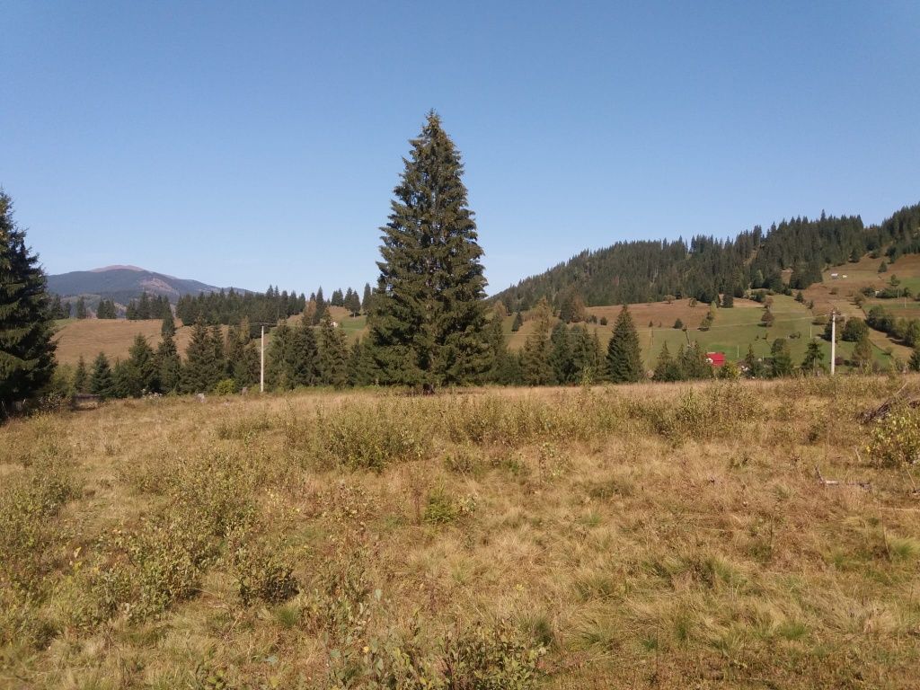 Teren de vânzare (Dorna Arini, Ortoaia, jud.Suceava)