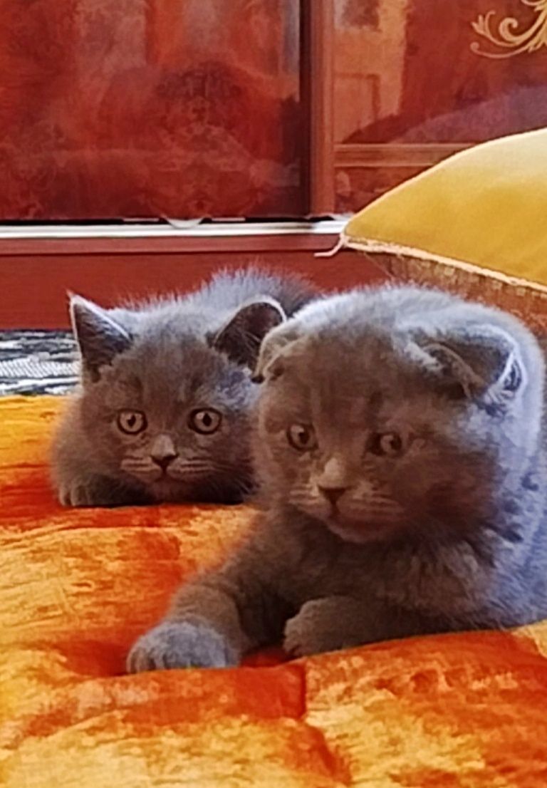 Скоттиш-фолд и скоттиш-страйт котята