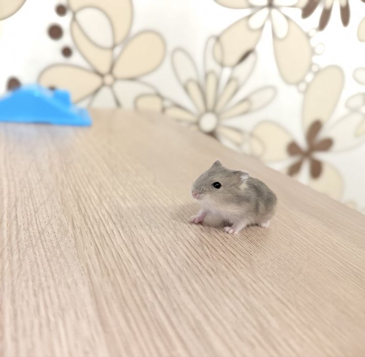 Hamsteri Pui si Adulti