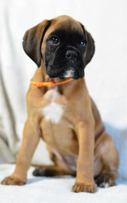 Pui Boxer cu Pedigree