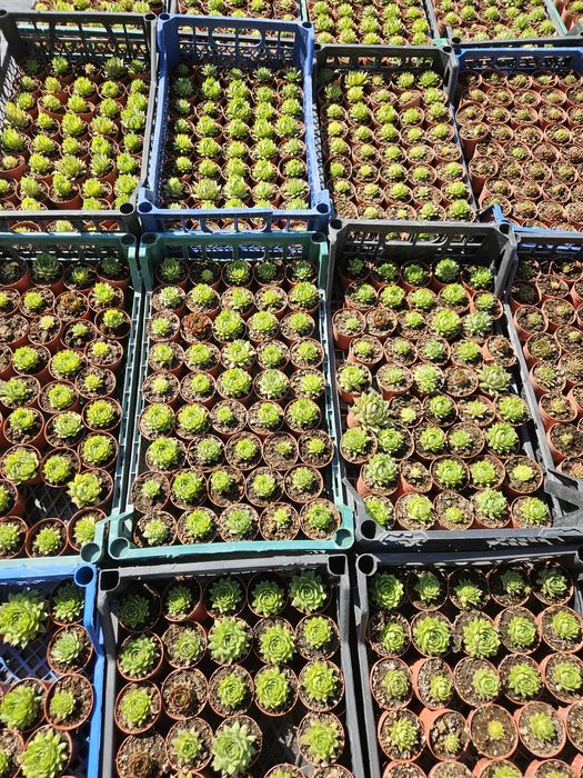 Plante suculente, sempervivum,  pentru mărturii evenimente!