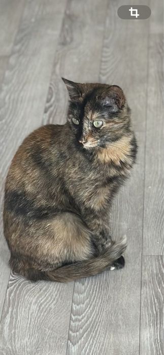 Беспоатно взрослые стерилизовпнные кошечки