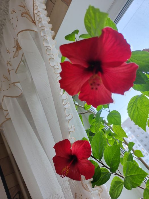 Цветок гибискус (роза)