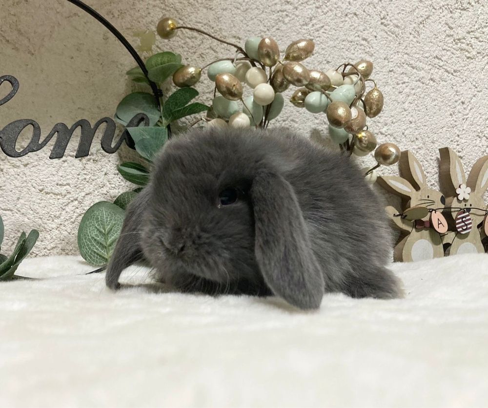 Iepuri pitici de companie berbec pitic/mini lop/holland lop