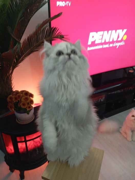 Pui pisica persana shinshilla silver