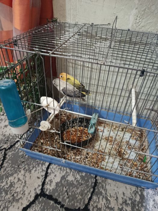 Тоти куш сотилади.