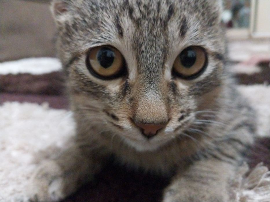 Продаю кошек обычной породы. Мальчик и девочка.