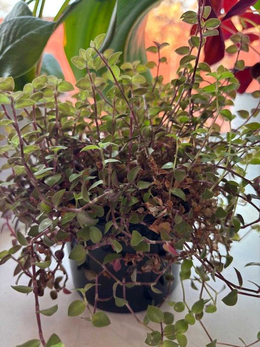 Продам домашние цветы