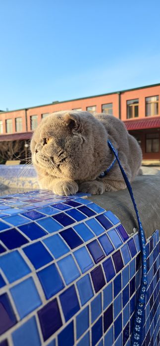 Вязка привазной лиловый цвет шотландский фолд ТЕДДИ