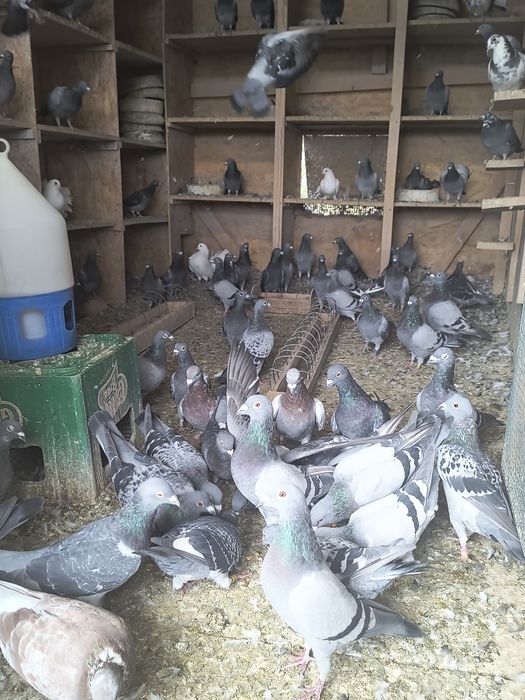 Porumbei de vânzare 50