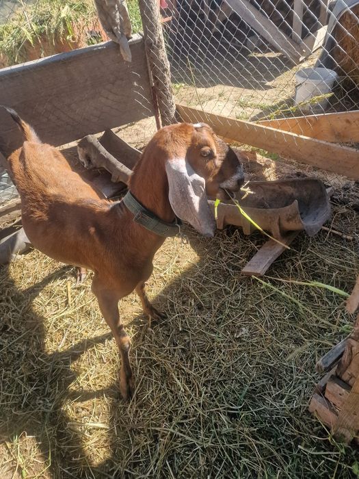 Vand capră anglo-nubian  rasă pura!
