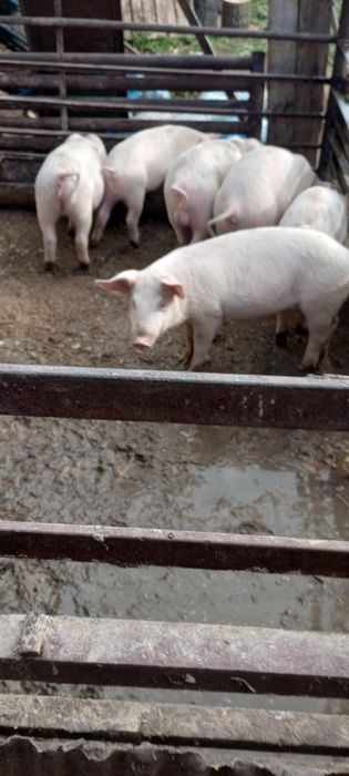 Продавам прасенца