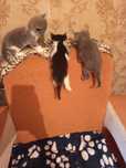 Отдам котят в добрые руки