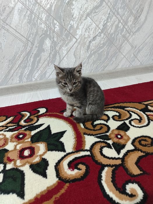 Yaxshi qaraydiganga mushuk bolasi beriladi